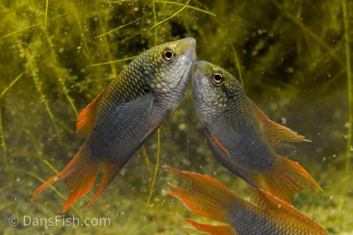 Zhaoquing Paradise Fish