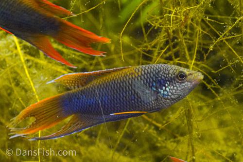 Zhaoquing Paradise Fish