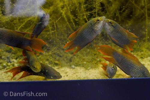 Zhaoquing Paradise Fish