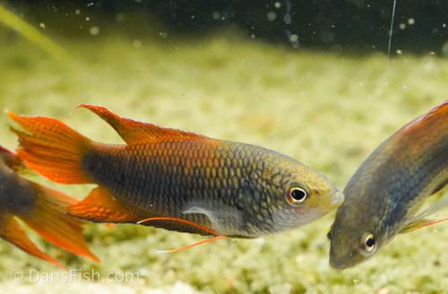 Zhaoquing Paradise Fish