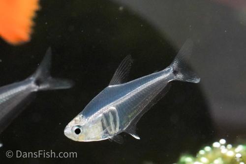 𝜋 Pi Tetra 𝜋