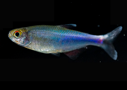 Blue Cochu Tetra