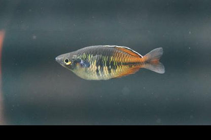 Boesemani Rainbowfish
