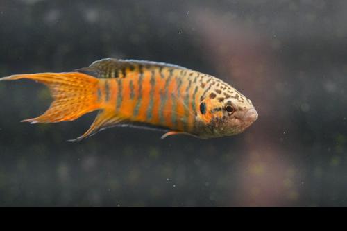 Paradise Fish
