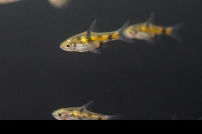 Golden Dwarf Barb