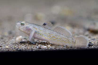 Red Spot Goby