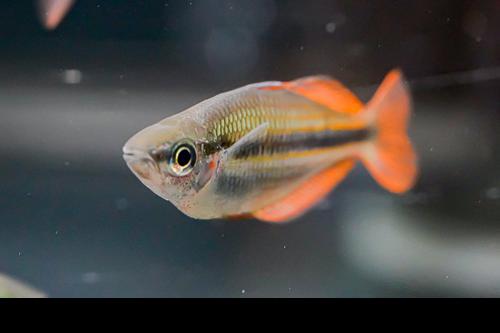 Melanotaenia sp. Kiunga