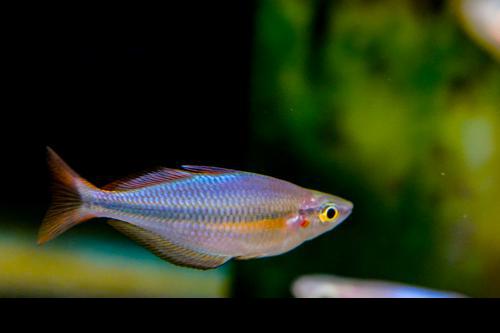 Melanotaenia sp. "Komeng River"