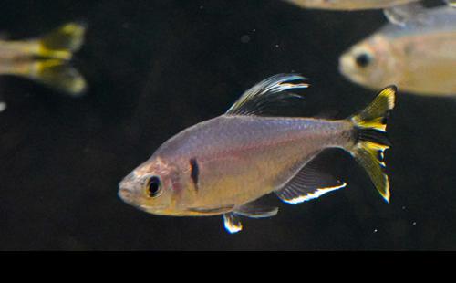 Yellow Tail Congo Tetra