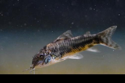 Aspidoras raimundi