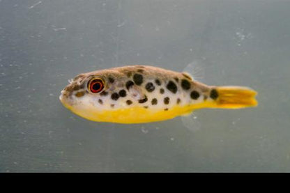 Congo Spotted Puffer see note