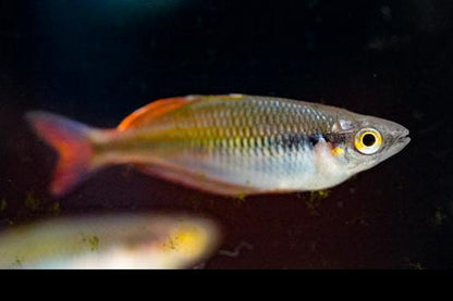 Melanotaenia sp. Kali Moysi