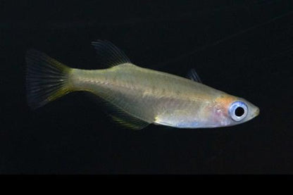 Yellow Fin Ricefish