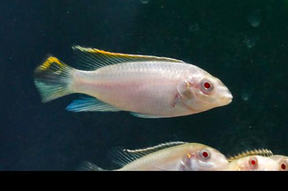 Albino Kribensis