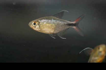 Phoenix Tetra