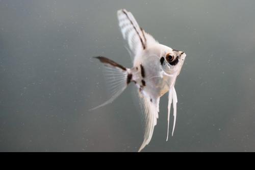 Platinum Marble Angelfish