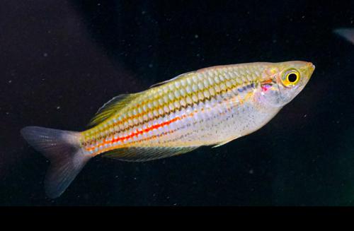 Melanotaenia papuae -Pair, Pair (1M1F)