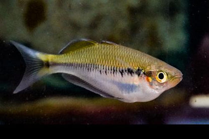 Melanotaenia fredericki "Keyen"
