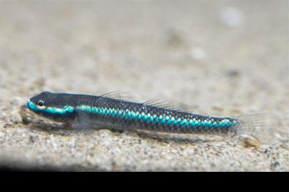 Neon Blue Goby