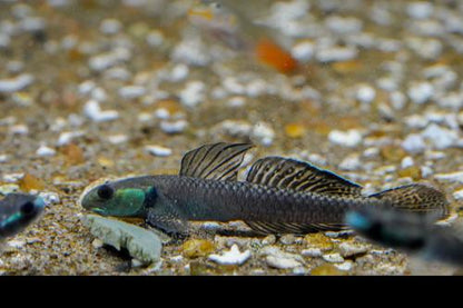 Palauan Goby