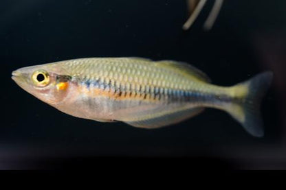 Melanotaenia sembrae