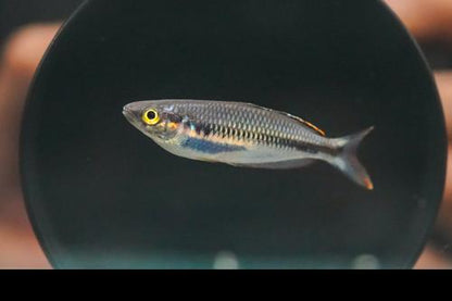 Melanotaenia fasinensis
