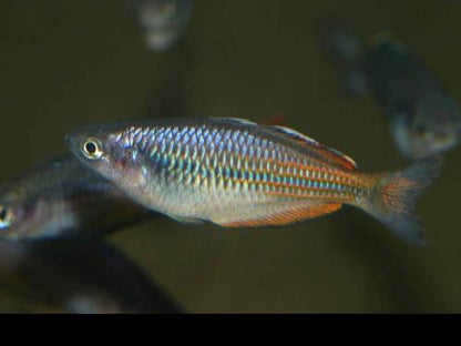 Melanotaenia sp. "Oneli"