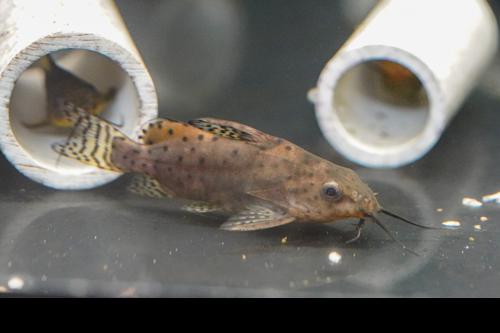 False Upsidedown Catfish