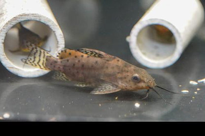 False Upsidedown Catfish