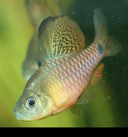 Drape Fin Barb, Male