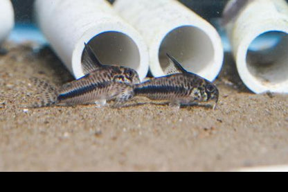 CW114 Corydoras sipaliwini