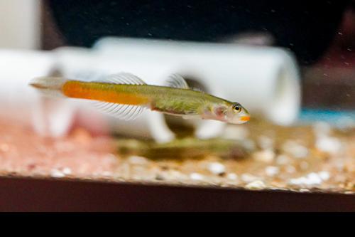 Red Lipstick Goby