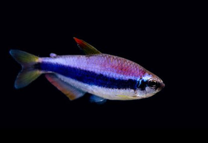 Emperor Kerri Tetra