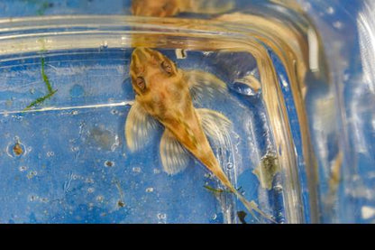 Albino L333 Belo Monte Pleco