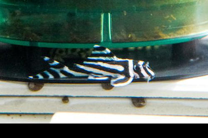 L046 Zebra Pleco