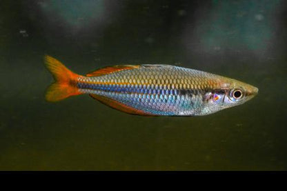 Melanotaenia goldiei "Mayon River at Timika"