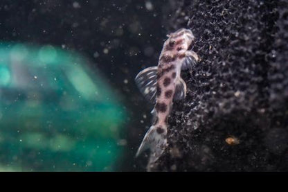 L174 Ocelot Pleco