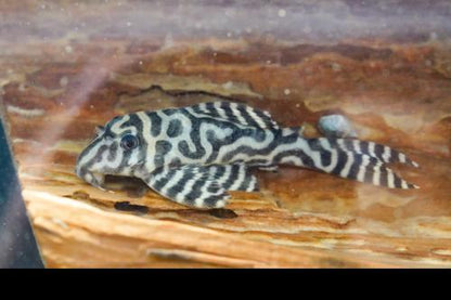 L236 Pleco RB Line