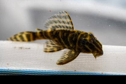 L270 Chocolate Zebra Pleco