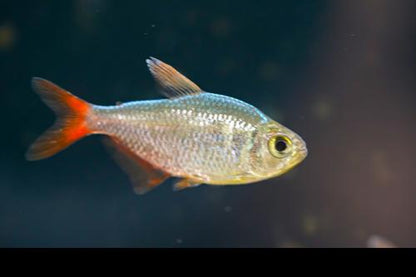 Red Blue Colombian Tetra