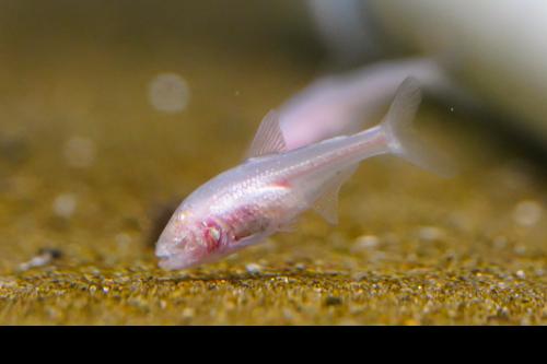 Blind Cave Tetra