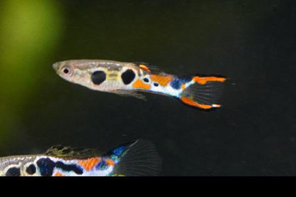 Staeck Endlers, Pair (1M1F)