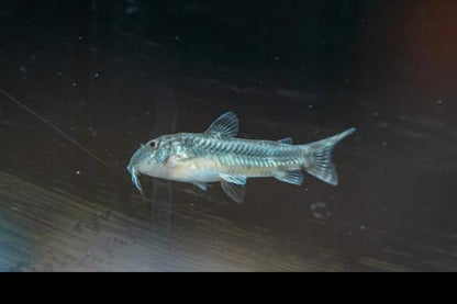 Aspidoras raimundi