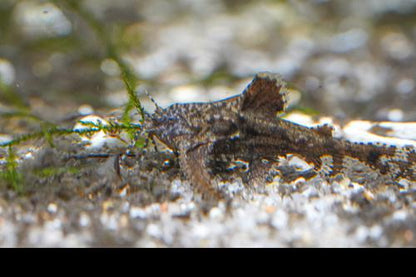 Dwarf Anchor Catfish