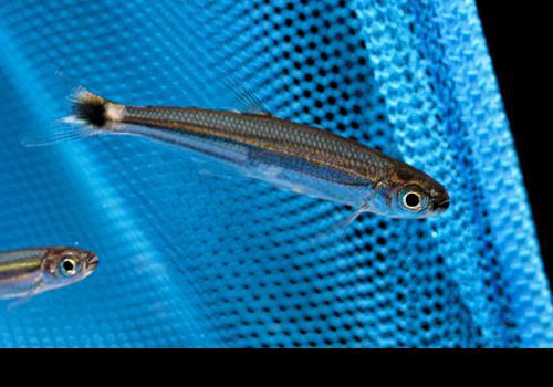 Green Line Lizard Tetra