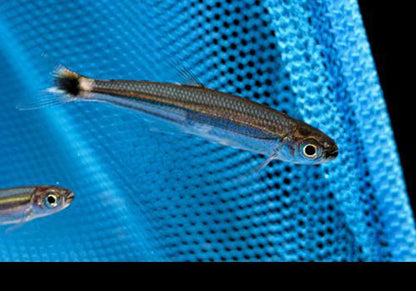 Green Line Lizard Tetra