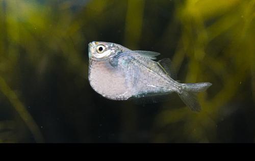 Spotfin Hatchet Fish