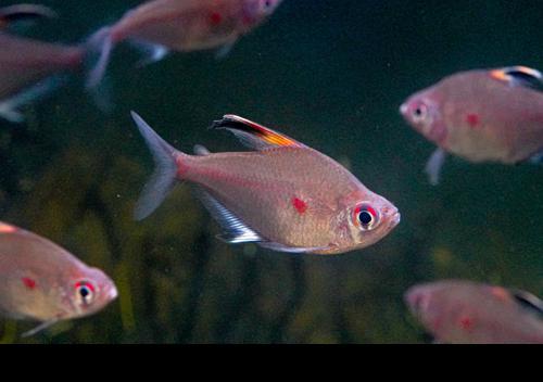 Bleeding Heart Tetra 'Rio Nanay'