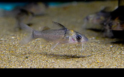 Imitator Catfish