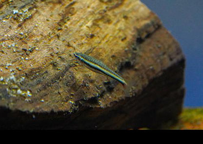 Three Lined Pencilfish 'Rio Nanay'